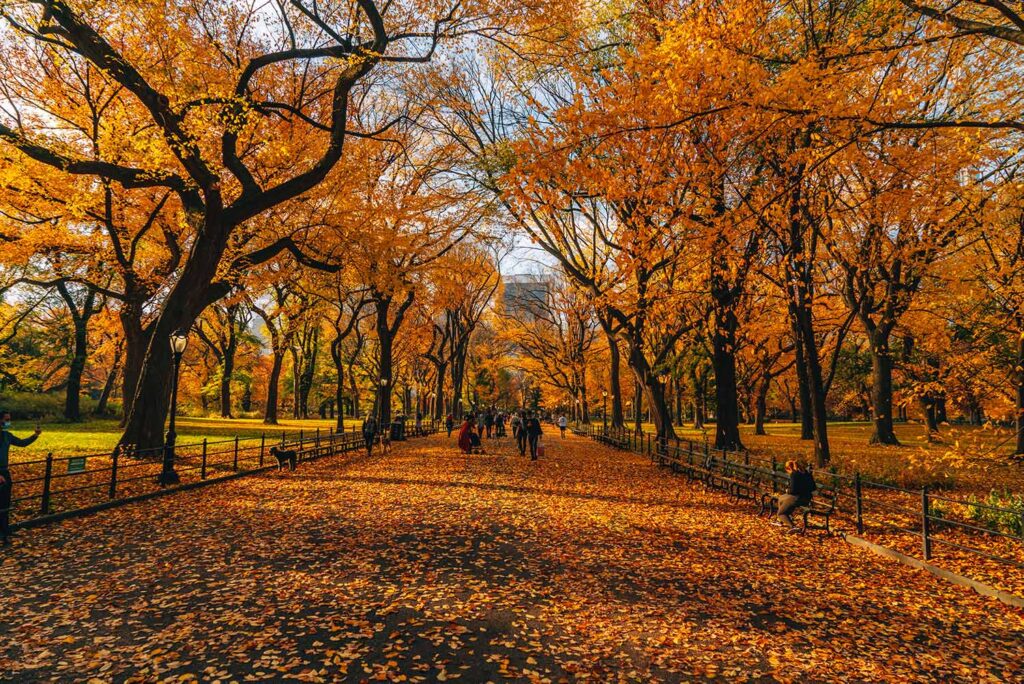 Fall foliage in full effect at The Mall at Central Park in NYC. Photo by Kristi Hemric (Instagram: @khemric).